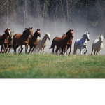 Wild Horses of Sandy Shores