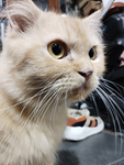 PokoMangan Kucing Lucu