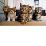 Group of cute cuddly kittens