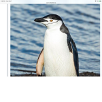 Penguins are here