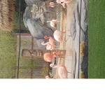Animall group