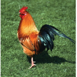 The Anime Chickens
