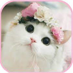 CatCatastrophe