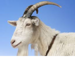 Goat's Gang