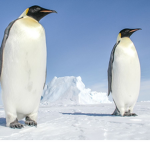 Penguin squad!,!