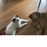 Golden Dog Group