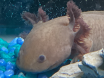 Axolotl’s buds
