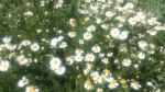daisy’s flowers!