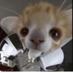 THE SNIPER MONKE