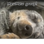 MewMew group!!