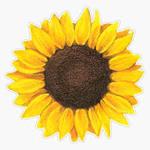 sunny spark