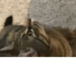 cailousmom