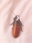 Crazy Roaches