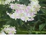 Flower lupin studio