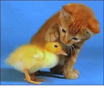 VIMPIRE CATS!