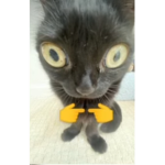 Nico Tito
