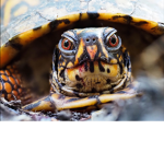 Turtle and wolf masters