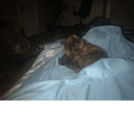 Fire_bedwar