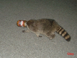 raccoon in jar