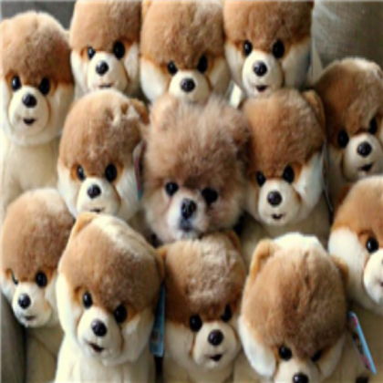 A Cute Dog Sleeping With Toy Dogs His Same Breed! Roblox decal