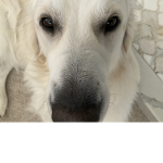 Buddy dog group