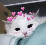 uwu cat group <3