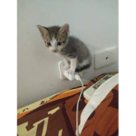 Punk <3