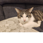 the epic cat group for people who like cats