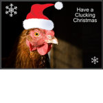 chickens lovers