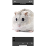 Winter Hamsters Group