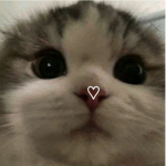 fluffy cookies fan club