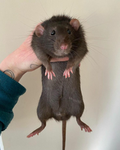 The Rat Toes