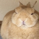 The RabbitHole Family