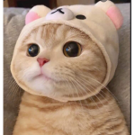 뽀요타 쥬스