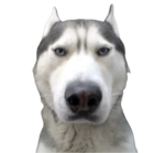 huskys gamedev