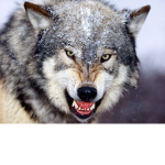 The werewolf wolves ######