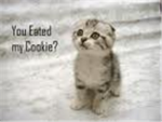 YOU EATED MAH COOKEH!!!! :(