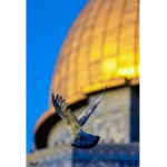 #التوأم