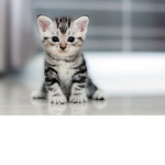 The Cool Kitkats