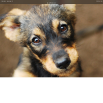 If you LOVE puppies join!