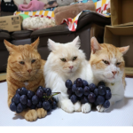 blueberry cat society