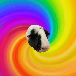 Guinea pig obby (VC)