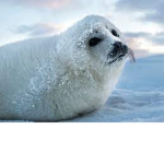 Seals grup
