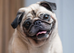 Pugs go