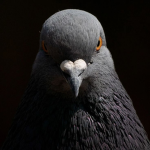 Pigeon Bird