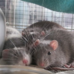 🐀