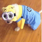 D¡ALTONE