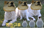 펭견 그
