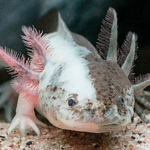 thee axolotl group