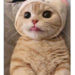 녜딘 그룹 입니더